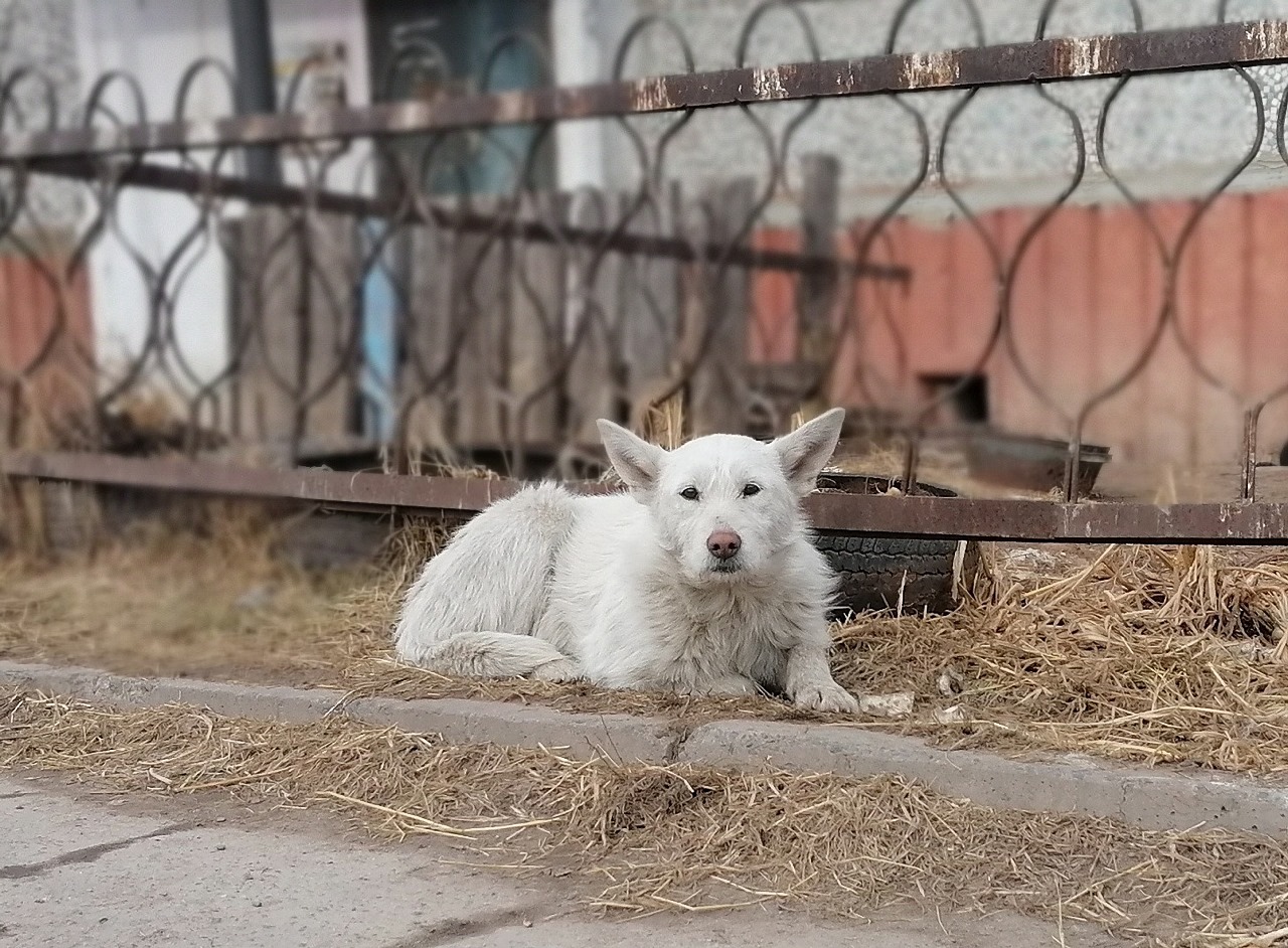 white dog